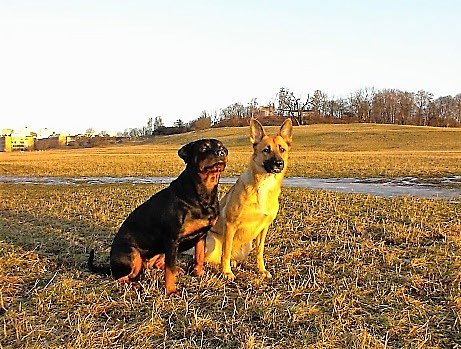 1999: Vi skaffar en hund till — Maja, malinois